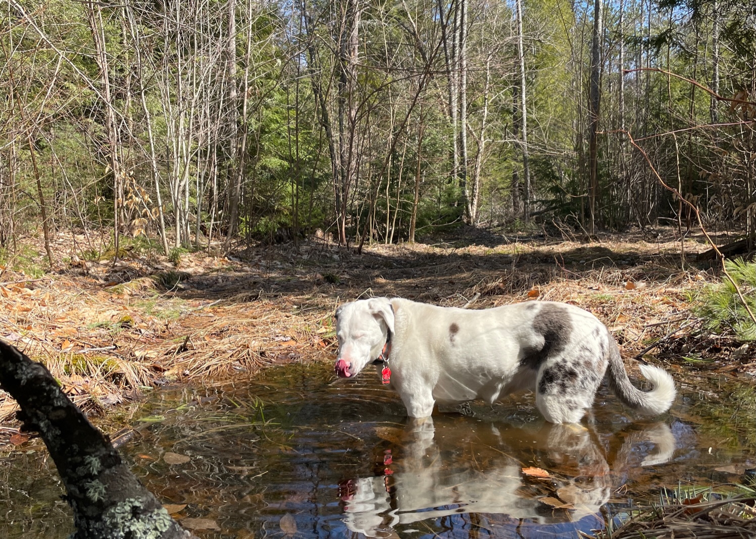 a dog in a puddle